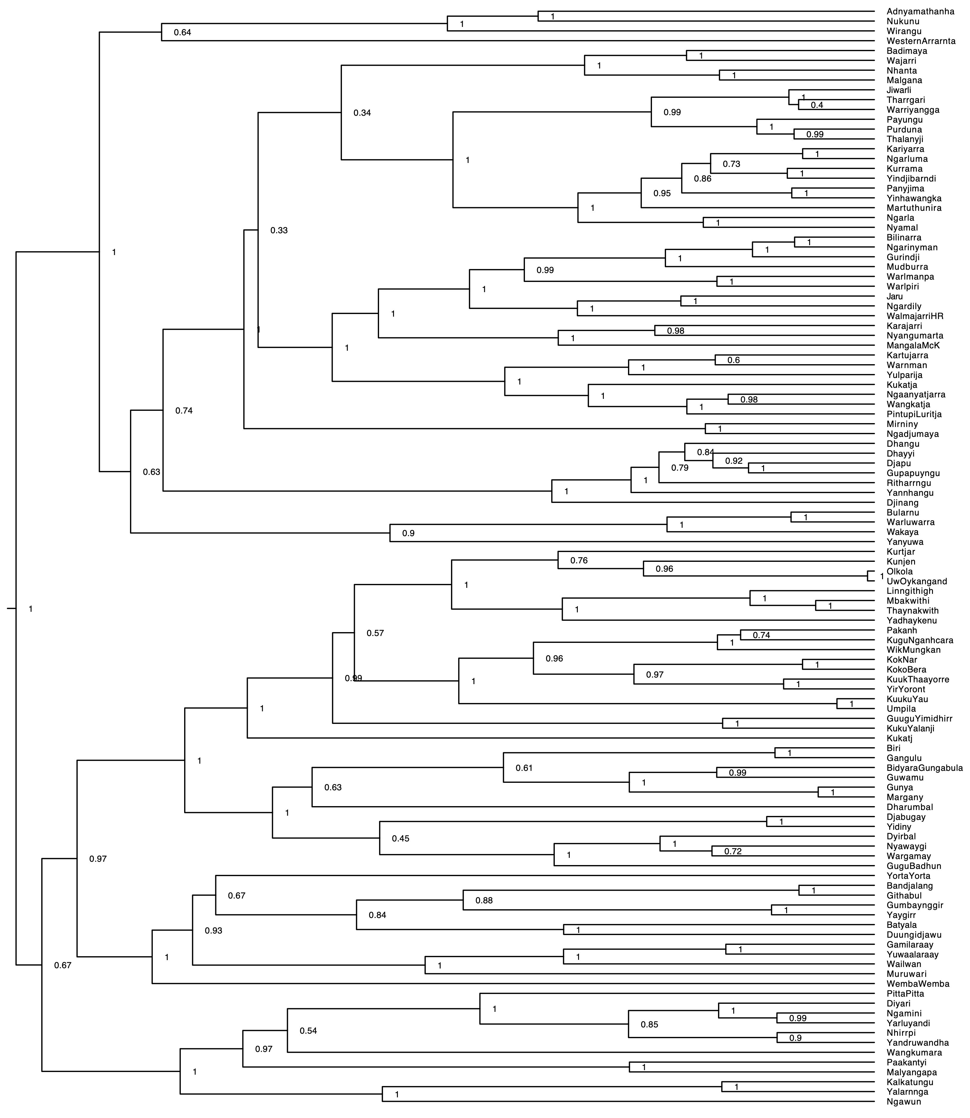A phylogenetic tree of 112 Pama-Nyungan languages, showing branching relationships inferred from lexical cognate data. The tree fans out from a single root on the left into many branches on the right, with language names at the tips.
