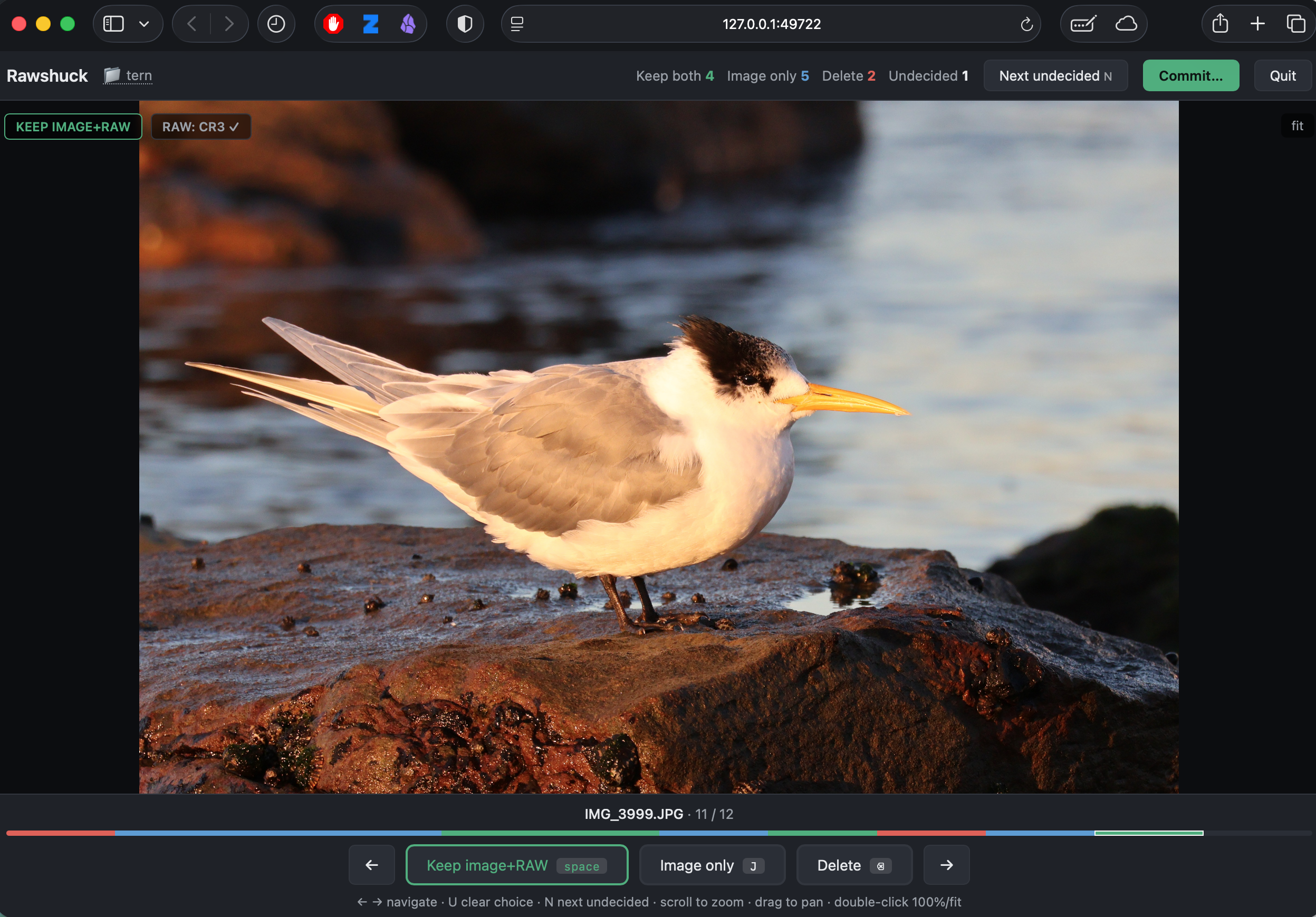 The Rawshuck interface displaying a photograph of a tern